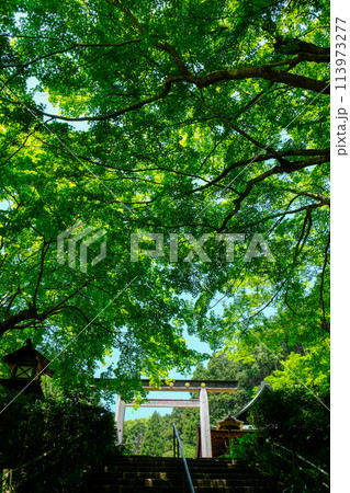 京都日向大神宮の新緑と鳥居 113973277