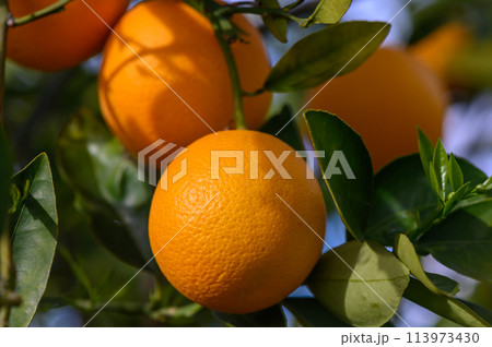 orange tree branches with ripe juicy fruits. natural fruit background outdoors.1 113973430