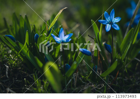 The first spring blue flowers 113973493