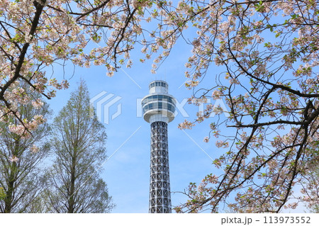 満開の桜と横浜マリンタワー 満開の桜と横浜マリンタワー 113973552