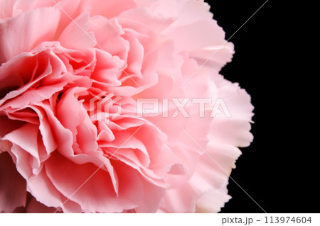 Abstract background with aster flower closeup. Abstract background with aster flower closeup. 113974604