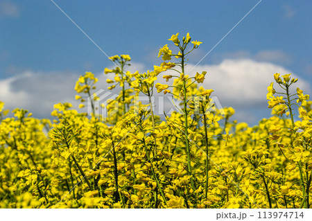 Blooming canola field and blu sky with stormy clouds Blooming canola field and blu sky with stormy clouds 113974714