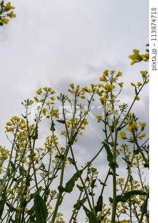 Blooming canola field and blu sky with stormy clouds 113974718