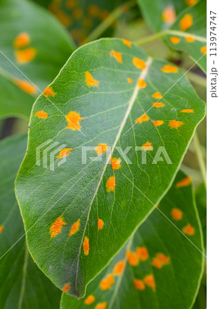 Pear leaves with pear rust infestation 113974747