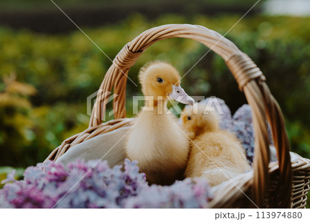 Cute little yellow ducklings sitting in wicker basket with lilac flowers bouquet 113974880