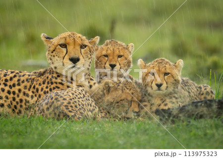 Close-up of three cubs lying with cheetah Close-up of three cubs lying with cheetah 113975323