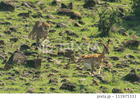 Female cheetah chases impala over rocky ground Female cheetah chases impala over rocky ground 113975331