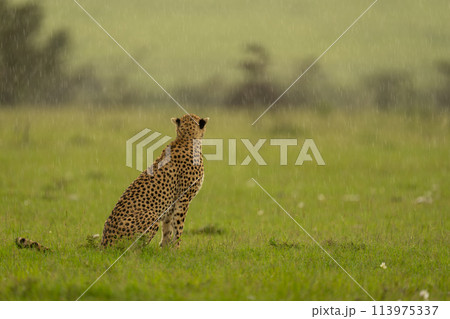 Female cheetah sitting on grass facing away Female cheetah sitting on grass facing away 113975337