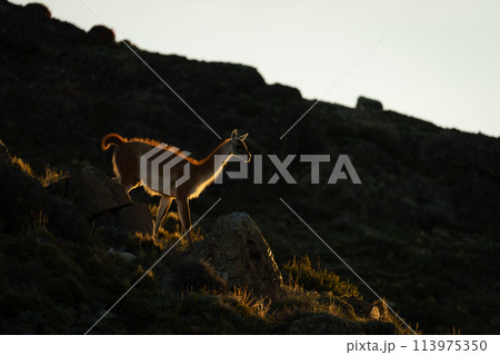Guanaco walking down rocky ridge at sunset Guanaco walking down rocky ridge at sunset 113975350