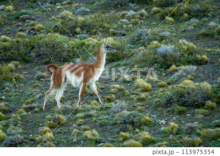 Guanaco walks across rocky slope between bushes 113975354