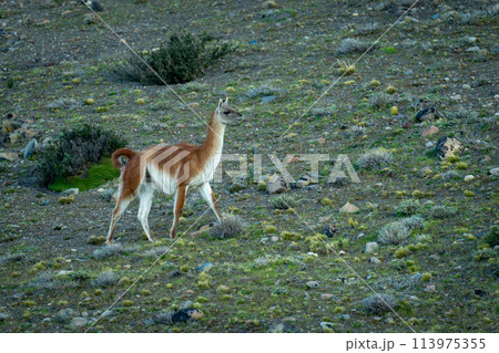 Guanaco walks across rocky slope near bushes 113975355
