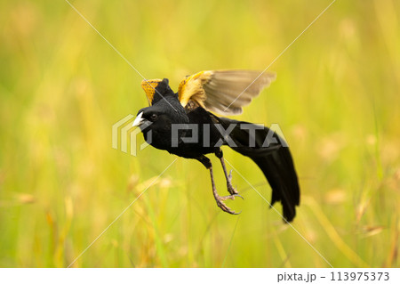 Jackson widowbird takes off amongst tall grass Jackson widowbird takes off amongst tall grass 113975373