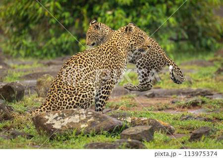 Leopard cub jumps past mother among rocks 113975374