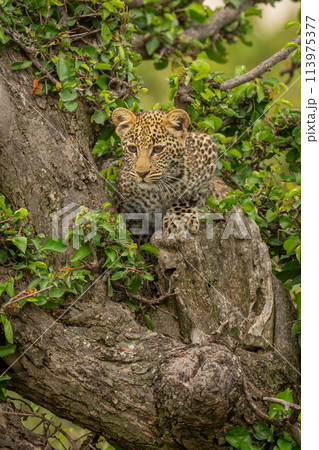 Leopard cub lies in tree looking down 113975377