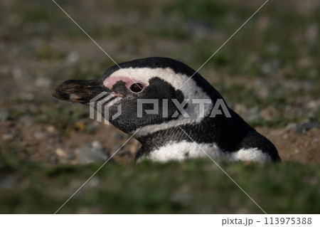 Magellanic penguin in profile nestles in burrow 113975388