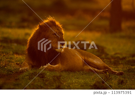 Male lion lies on grass at sunrise Male lion lies on grass at sunrise 113975391