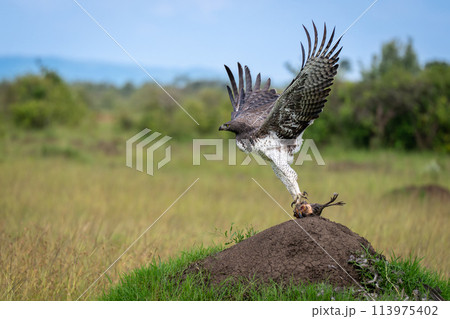 Martial eagle taking off from termite mound Martial eagle taking off from termite mound 113975402