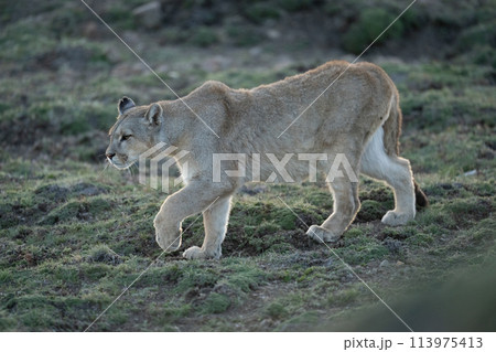 Puma walks down grassy hillside lifting paw Puma walks down grassy hillside lifting paw 113975413