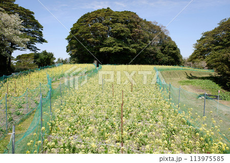 宮城県 朴島の菜の花畑 宮城県 朴島の菜の花畑 113975585
