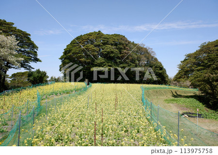 宮城県 朴島の菜の花畑 宮城県 朴島の菜の花畑 113975758