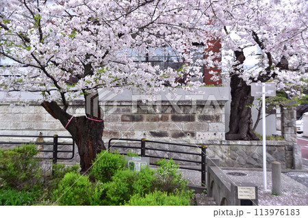 世田谷代沢・北沢川緑道・鎌倉橋の桜 113976183