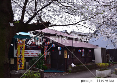 幡ヶ谷・西原緑道二字橋跡・琉球酒場の桜 113976188
