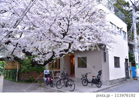 幡ヶ谷・パドラーズコーヒーの桜 113976192