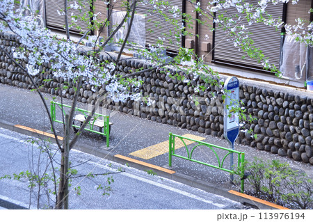 世田谷・桜丘・千歳通りの桜と笹原小学校のバス停 世田谷・桜丘・千歳通りの桜と笹原小学校のバス停 113976194