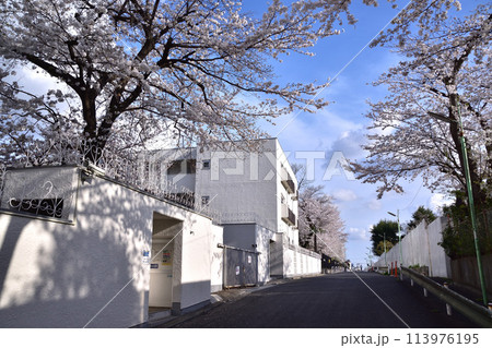 世田谷・上用賀公園への坂道と桜 世田谷・上用賀公園への坂道と桜 113976195