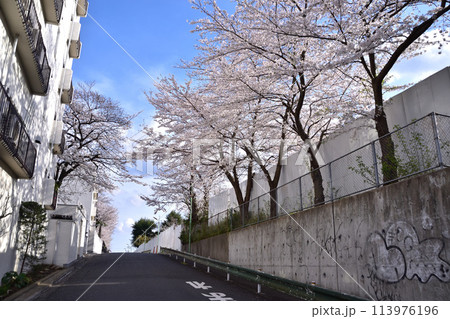 世田谷・上用賀公園への坂道と桜 113976196