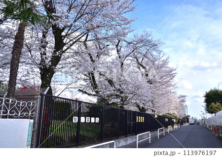 世田谷・上用賀公園の桜 世田谷・上用賀公園の桜 113976197