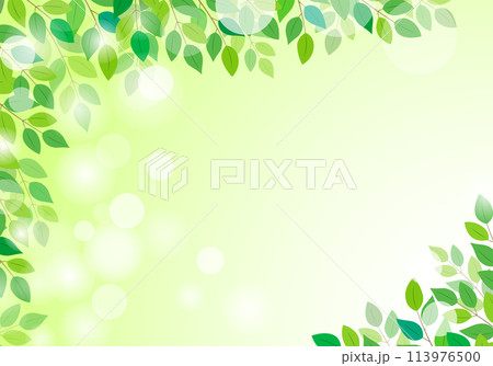 緑の葉っぱの美しい新緑フレーム背景6緑色 113976500