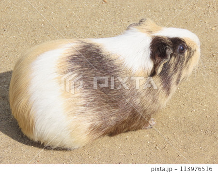 飼育されたモルモットのアップ 飼育されたモルモットのアップ 113976516