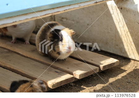 飼育されたモルモットのアップ 113976528