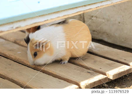 飼育されたモルモットのアップ 113976529