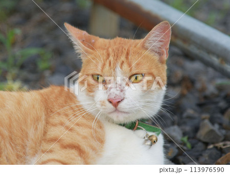 猫の昼寝 113976590