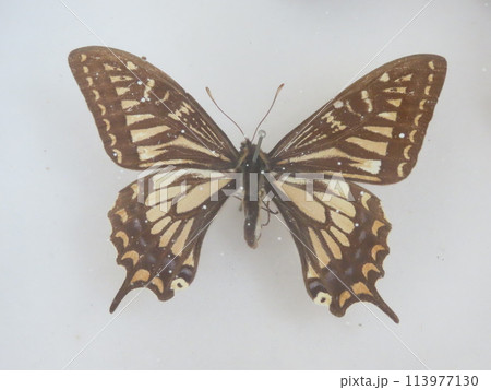 色褪せたアゲハ蝶の昆虫標本の写真素材 [113977130] - PIXTA