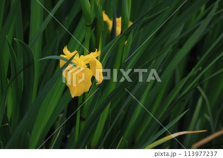 水辺に生える開花した黄色いキショウブの花 113977237