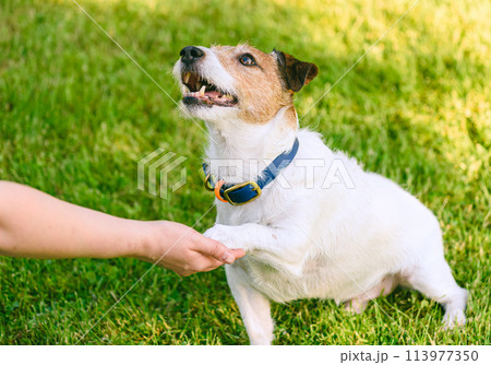 How to teach a dog to shake hands. Smart doggy gives paw to a person 113977350