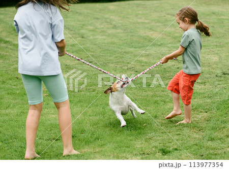 Pet dog pulling rope playing with children tug-of-war game Pet dog pulling rope playing with children tug-of-war game 113977354
