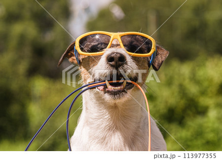Dog wearing sunglasses holding leash to go for a walk on summer day Dog wearing sunglasses holding leash to go for a walk on summer day 113977355