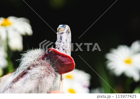 Dog eating fruit ice cream on hot summer day Dog eating fruit ice cream on hot summer day 113977425