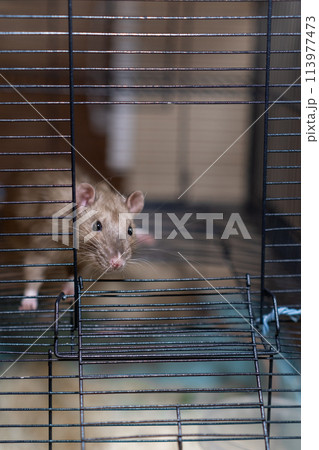 Domestic rat in a cage holds food with its paws and eats. Domestic rat in a cage holds food with its paws and eats. 113977473