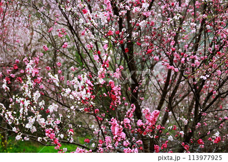 大渡ダムの花桃 113977925