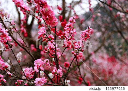 大渡ダムの花桃 大渡ダムの花桃 113977926