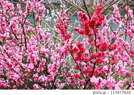 大渡ダムの花桃 大渡ダムの花桃 113977928