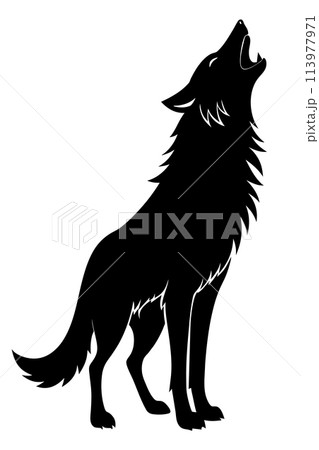 Howling Black Wolf silhouette vector design isolated on white background Howling Black Wolf silhouette vector design isolated on white background 113977971