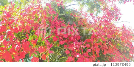 満開のホウオウボク（鳳凰木）の花　メキシコより 113978496