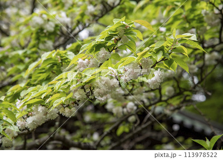鎌倉244 安国論寺11 桜 鎌倉244 安国論寺11 桜 113978522