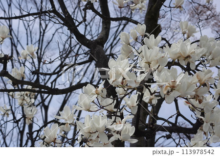白い綺麗なコブシの花 白い綺麗なコブシの花 113978542